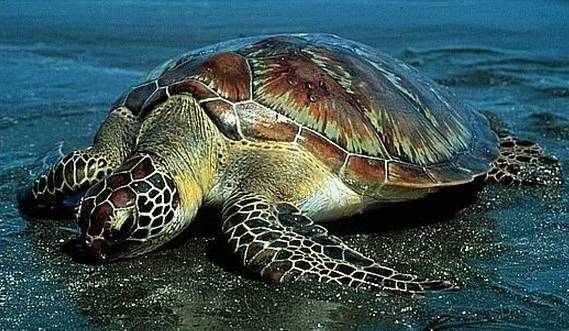 南宁市民:电子警察"光污染",太刺眼了!咋回事?交警回应来了