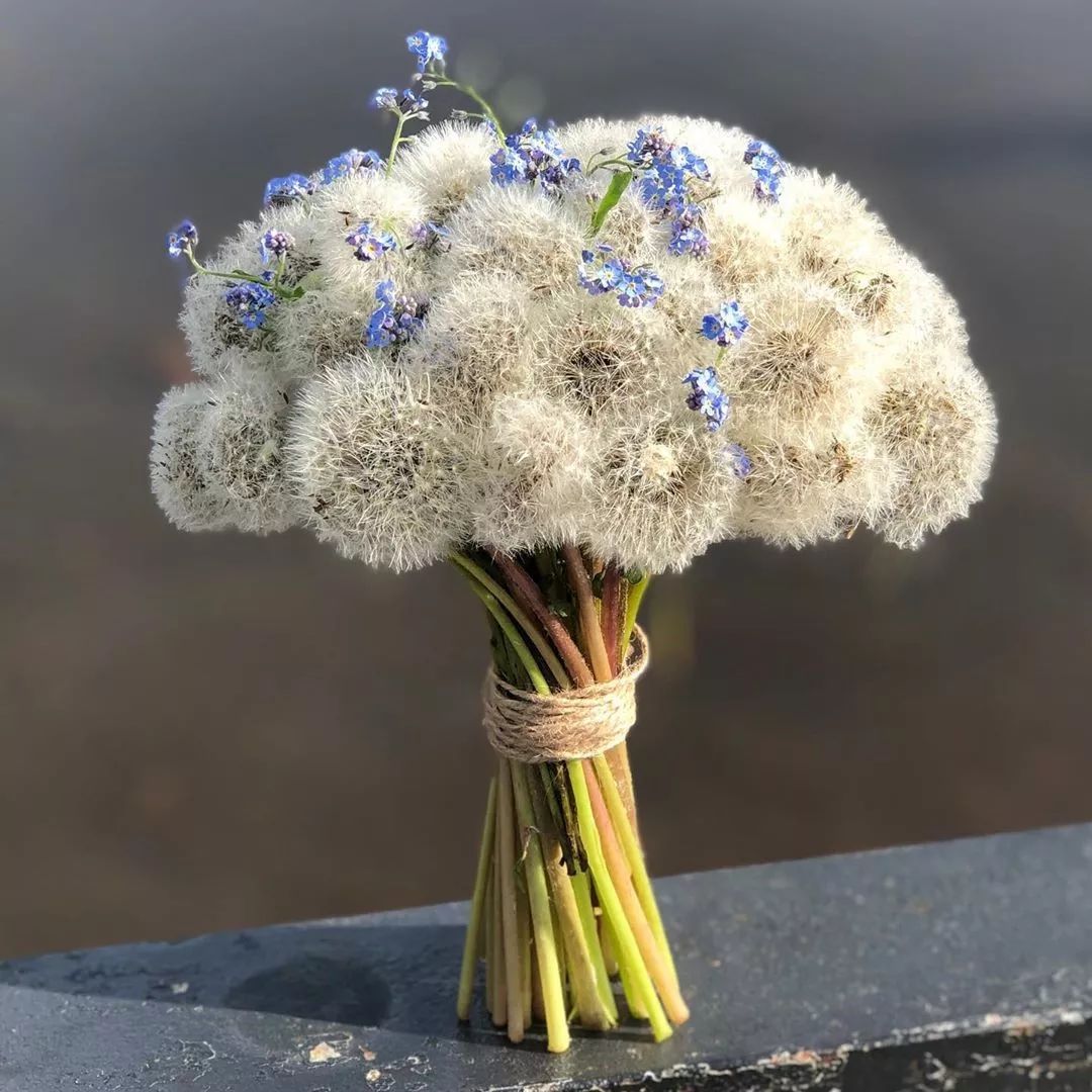 这把蒲公英的冲动……强忍住一口气吹光是很认真的螺旋式呢~再变一束