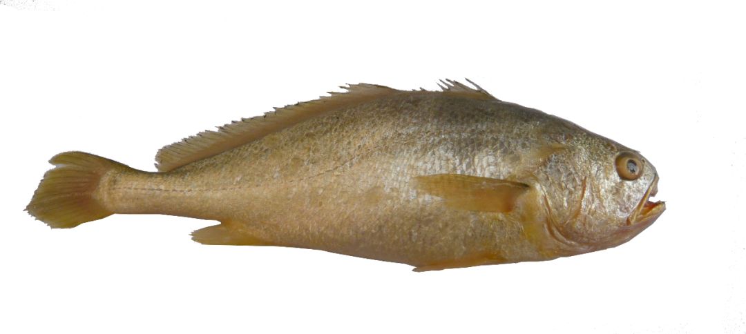 斑头▲黑鲷▲红鳍笛鲷本地俗名:红鱼▲真鲷本地俗名:赤棕▲白星笛鲷本