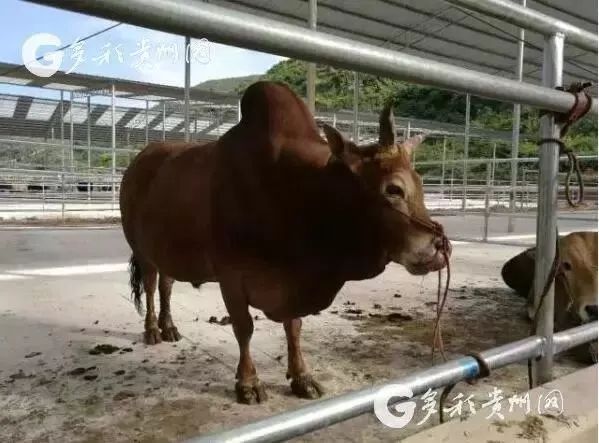 关岭牛是国家级重点保护的78个地方畜禽品种之一,居贵州四大黄牛之首