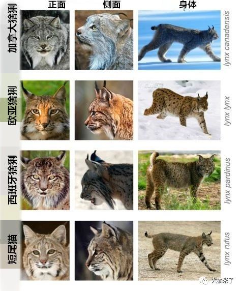 如何区分欧亚猞猁、西班牙猞猁、加拿大猞猁和短尾猫?_物种