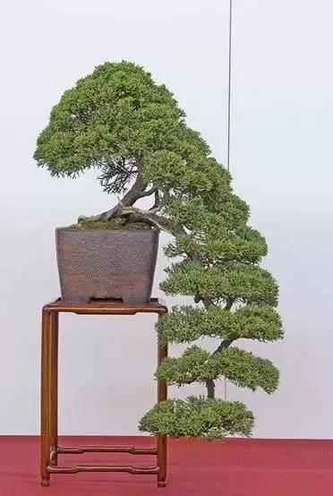 精品悬崖盆景欣赏