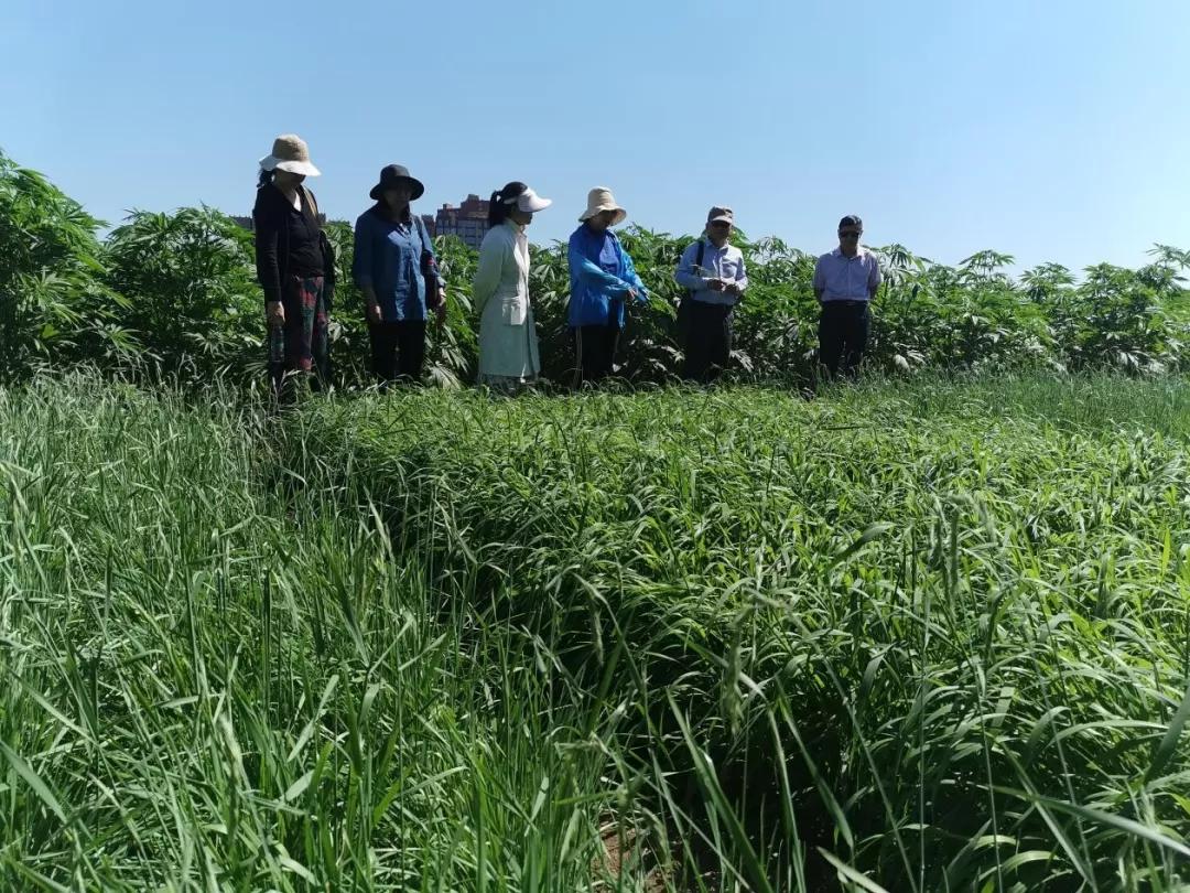 内蒙古农科院和草都饲草料研究院联合培育的老芒麦新品种通过了专家组