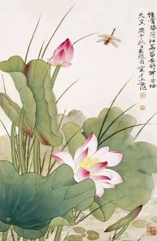 这组荷花蜻蜓美极啦