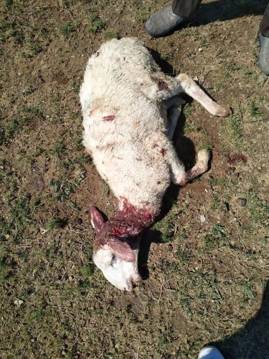 3天3起18只成羊满身是血喉咙被咬断这到底是谁干的