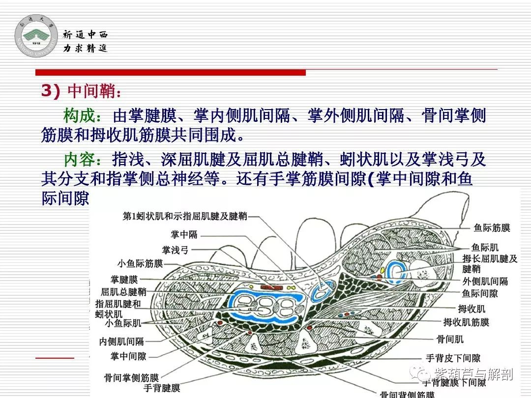 局解腕前区手掌和手指掌侧面解剖
