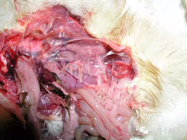 鸭瘟症状:病鸭表现为高热,头部肿胀,缩颈,流泪,眼睑水肿,两翅下垂,脚