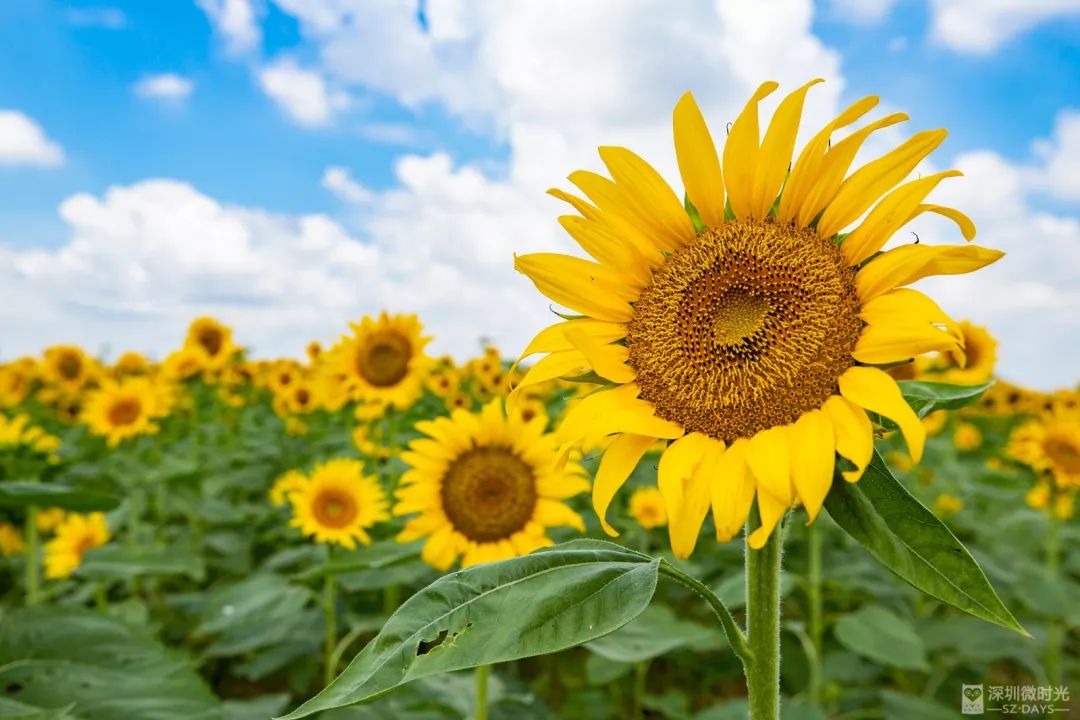 深圳最美向日葵花海來了!花期20天,錯過等一年_花田