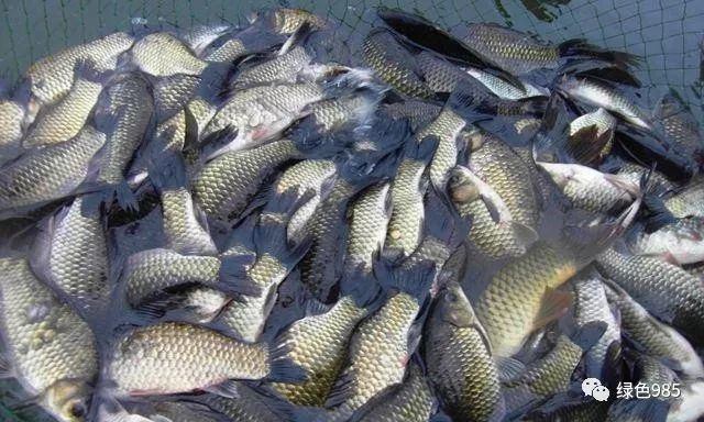 雨水多会导致鱼塘里的鱼出现死亡吗