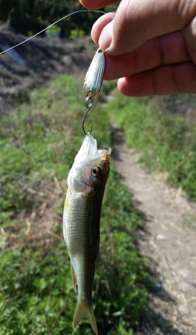 这种鱼的嘴很大像马的嘴婆的叫叉口婆公的叫红翅公
