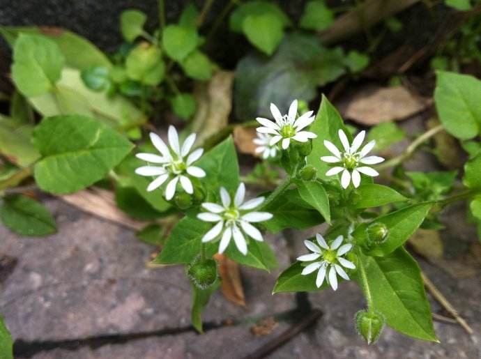 繁缕⑦治皮肤风湿肿痛:络石藤,香芒,鼠乳叶各适量,水煎外洗.