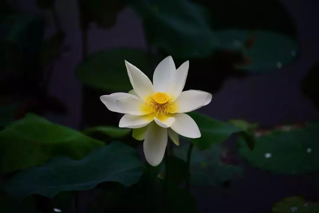 廈門的荷花太美了一大波養眼美圖奉上祝您夏日安康