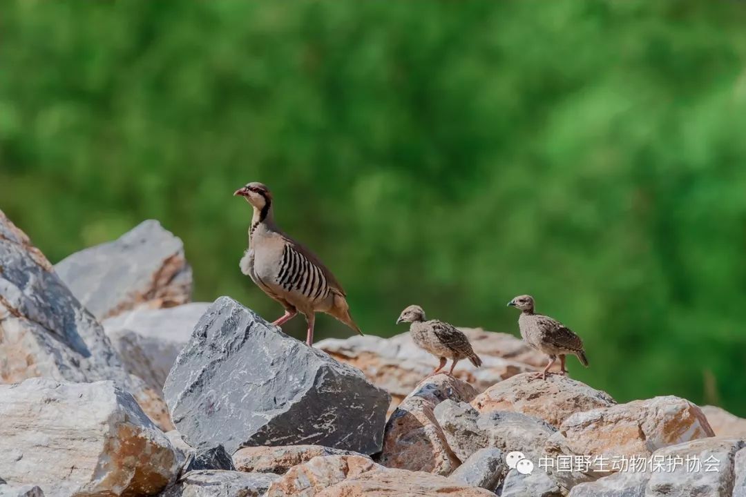 保護野生動物嘎嘎雞石雞