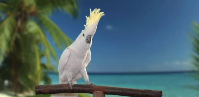 研究发现舞技惊人的鹦鹉雪球能表现出独一无二的创造力