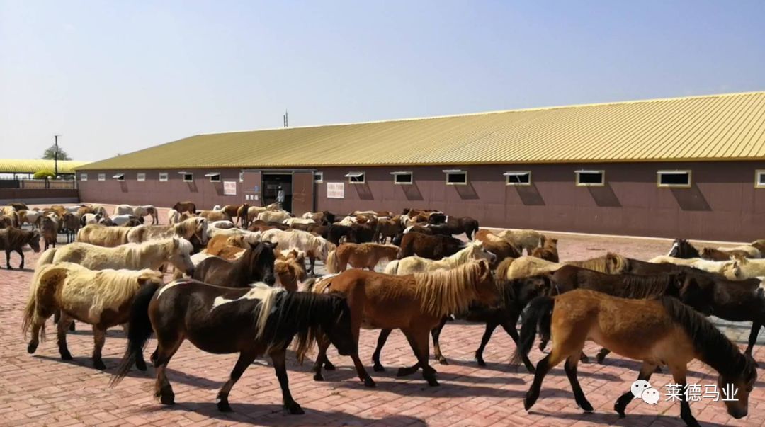 莱德要闻国内最大宠物马养殖基地对外开展租马业务
