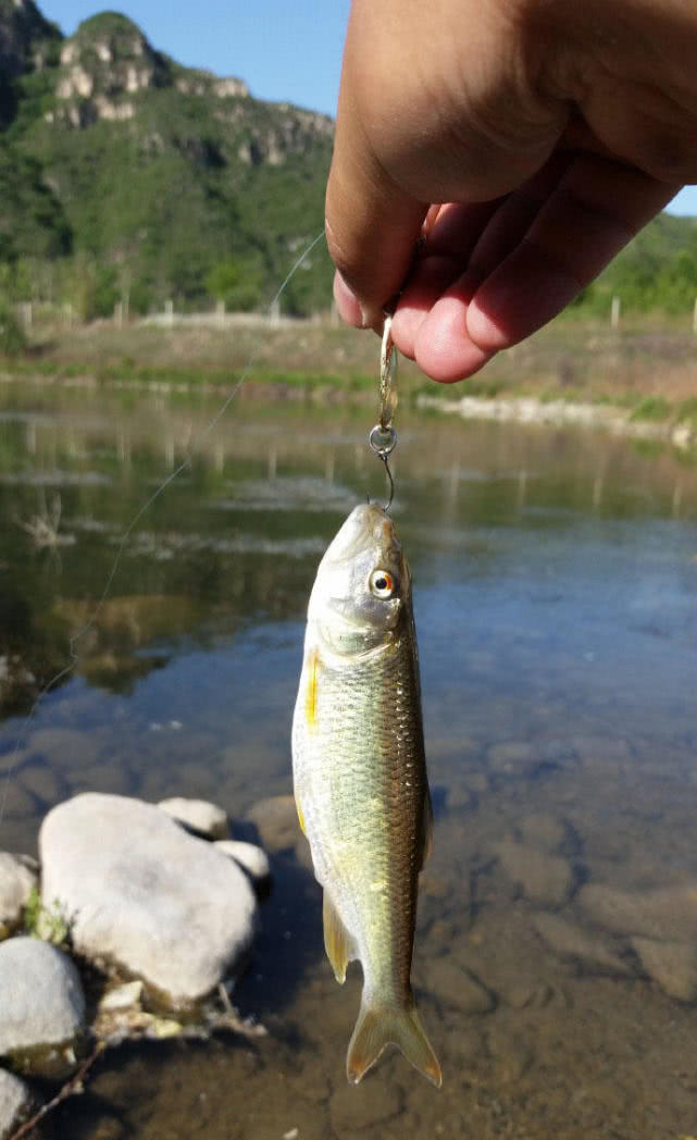 這種魚的嘴很大像馬的嘴婆的叫叉口婆公的叫紅翅公