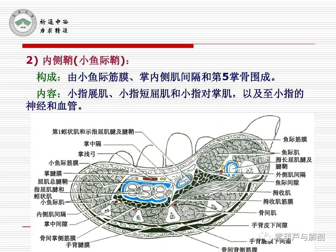 局解腕前区手掌和手指掌侧面解剖