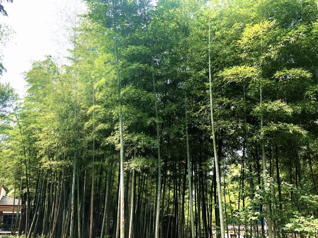 除了翰墨飄香求雨山還有一片竹林