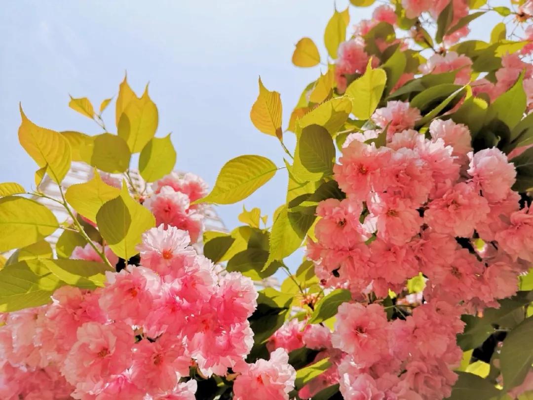 MV首发|在华清 收获改变自己的无限可能