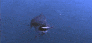 350_166gif 动态图 动图