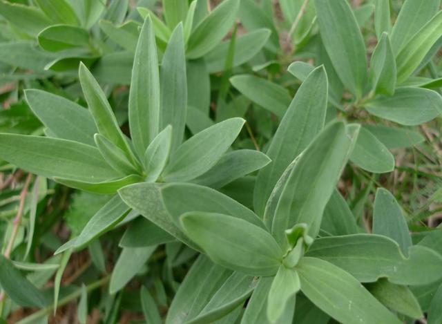 蓬莱人吃包子有水平马厩菜包子你吃过吗发面的吃起来更带劲儿