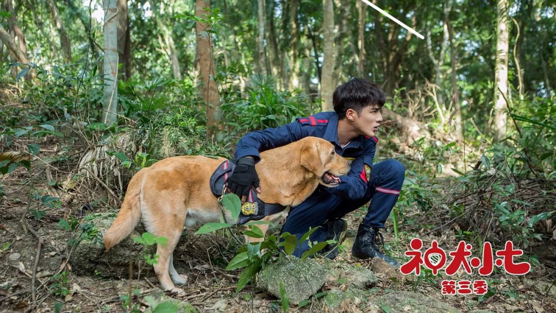 神犬小七第三季 来自搜狐网