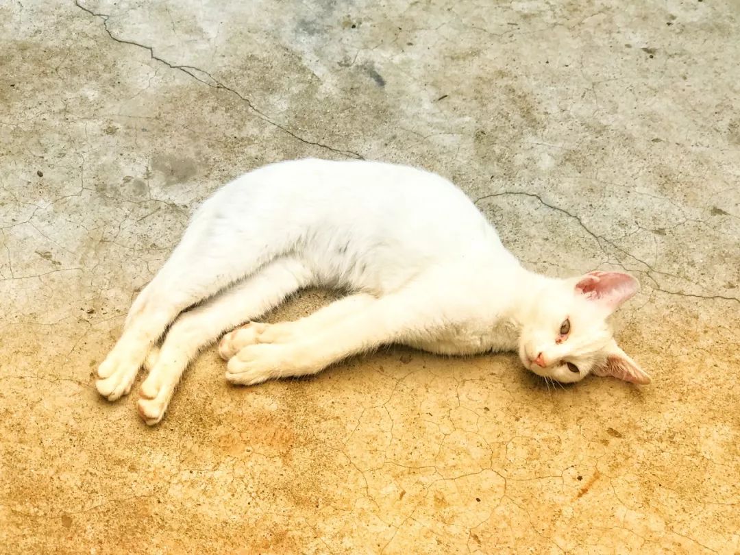 图一群上天入地的猫