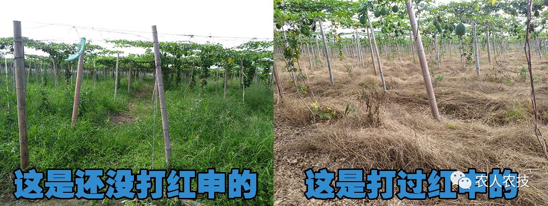 回归正题地点: 吉林省松原市长岭县太平山镇作物:西瓜施用方法:400倍