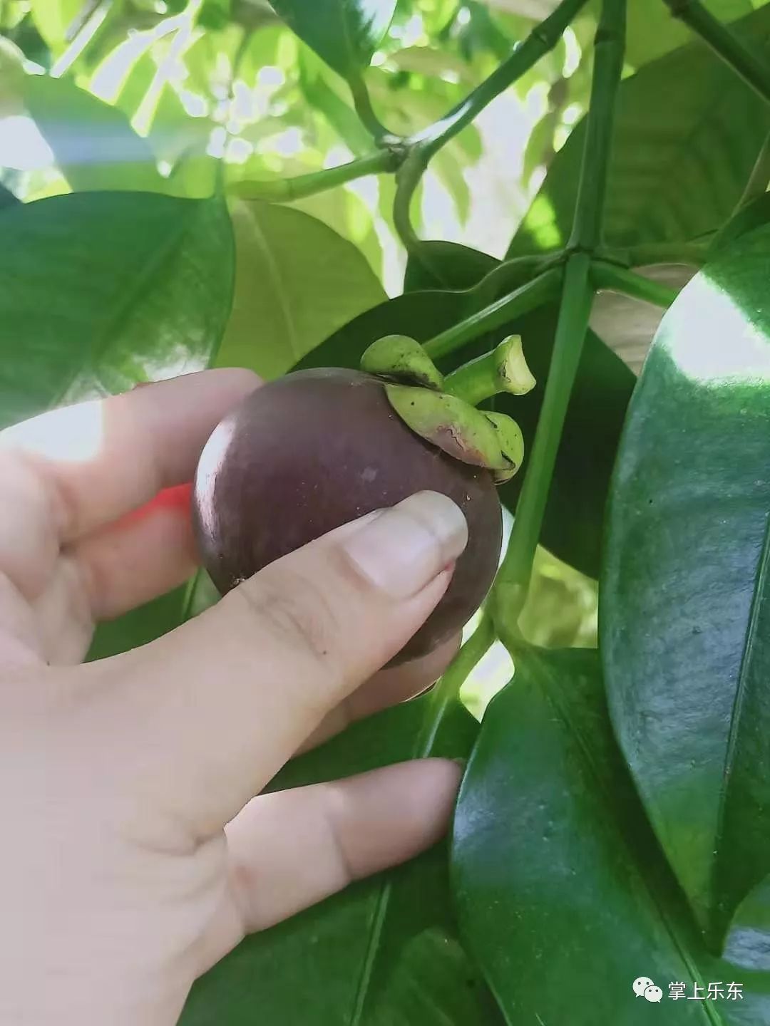 5元预定保亭山竹五斤89元只送乐东县城货到付款