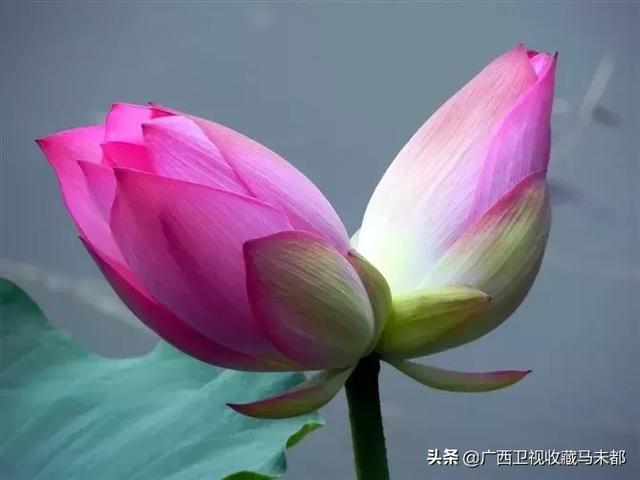 荷花随处可见你有没有见过并蒂莲