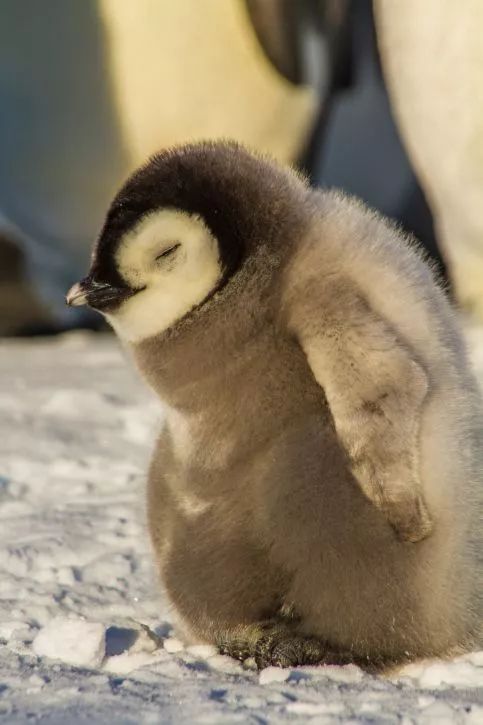 看起来好像很困的企鹅宝宝,毛茸茸软fufu