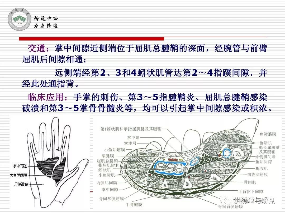 局解腕前区手掌和手指掌侧面解剖