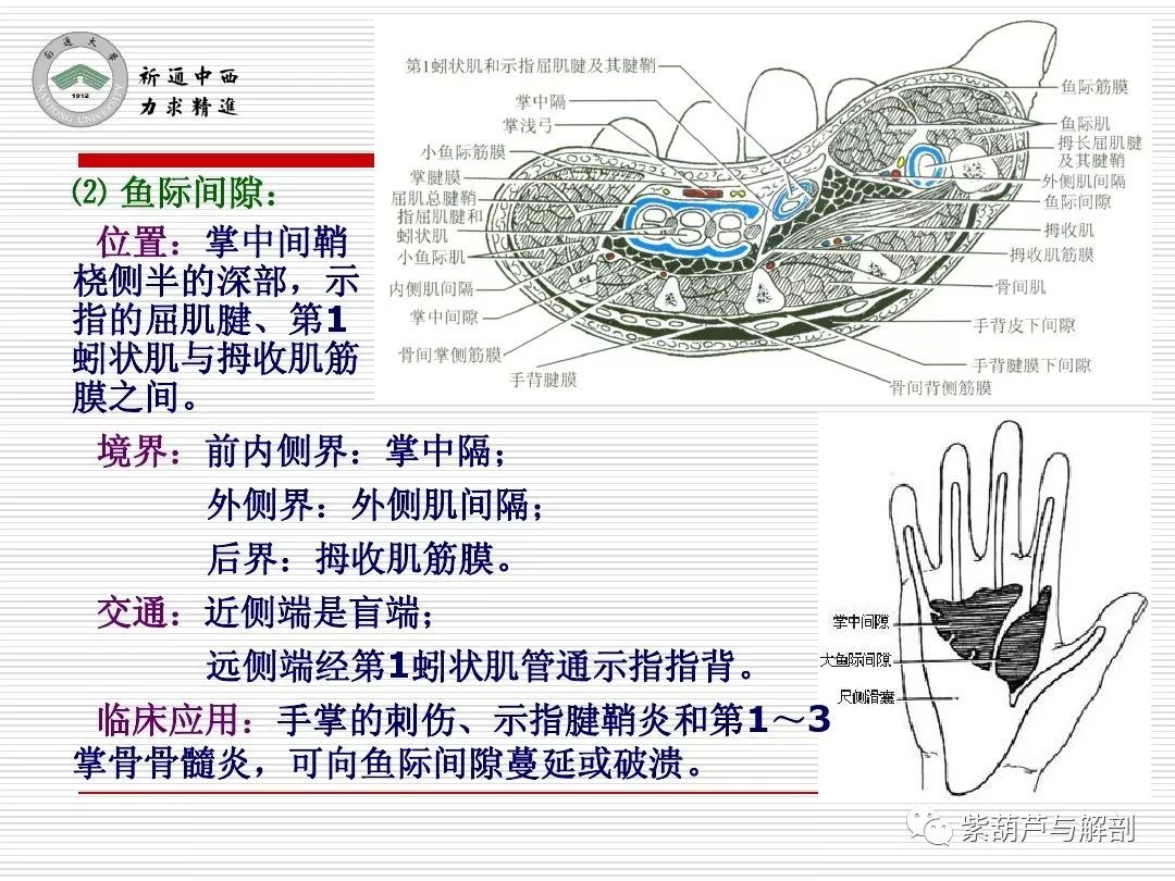 局解腕前区手掌和手指掌侧面解剖
