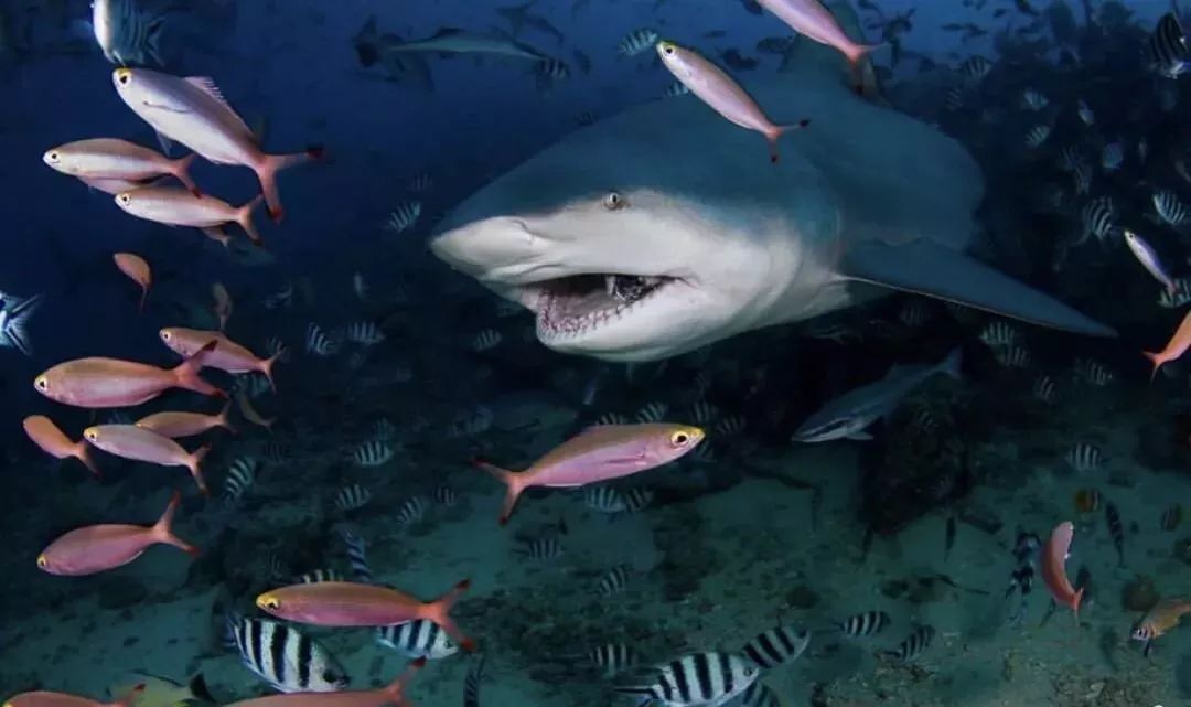 身边是身长超过一米的鲨鱼,大一些的身长可达三米,牛鲨,虎鲨,白鳍礁鲨