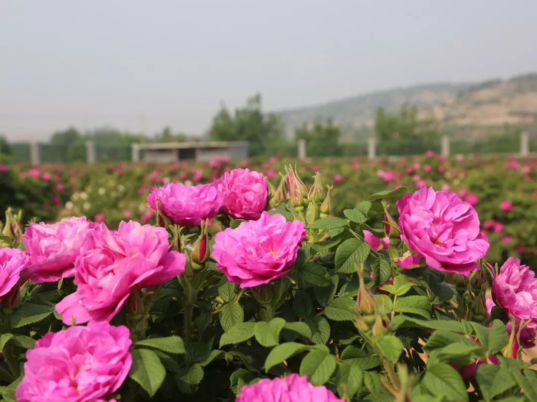 山東平陰玫瑰花