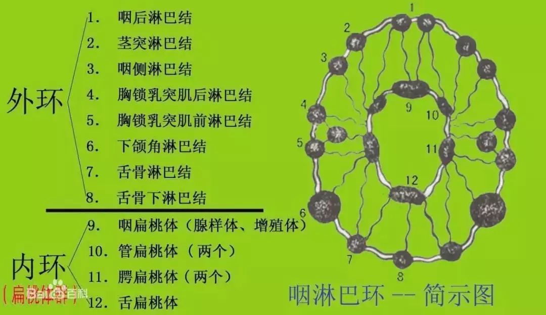 所有这些组织与咽侧索,咽后壁淋巴滤泡等,共同构成了咽淋巴内环.