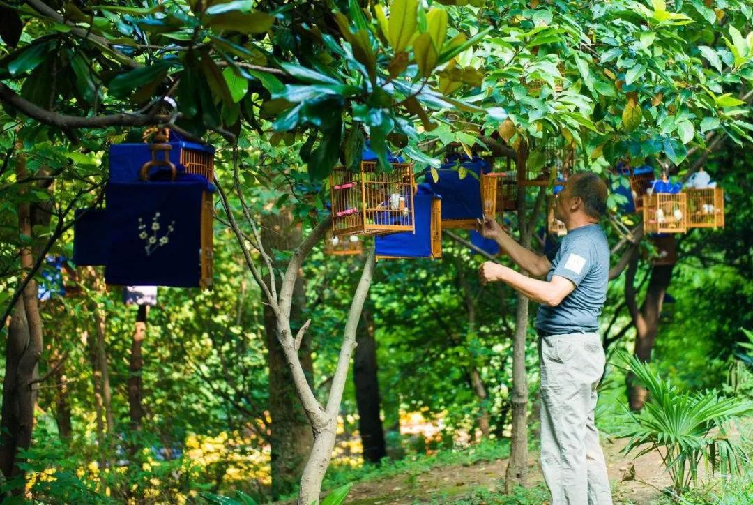 养鸟的重度爱好者,可以同时养上七八只.