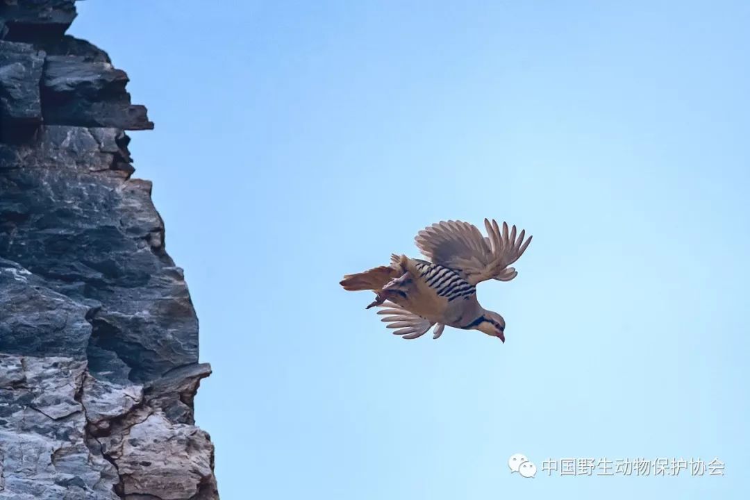 野生嘎嘎鸡图片