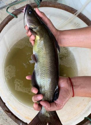 爱钓鱼,爱吃鱼的80后小伙柏志斌在日企工作10后辞职,回到家乡吴江八坼