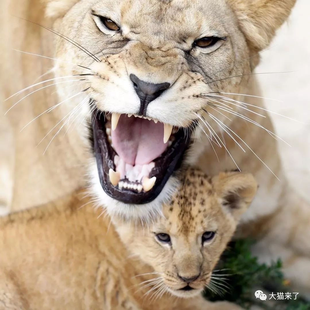开普狮和巴巴里狮图片