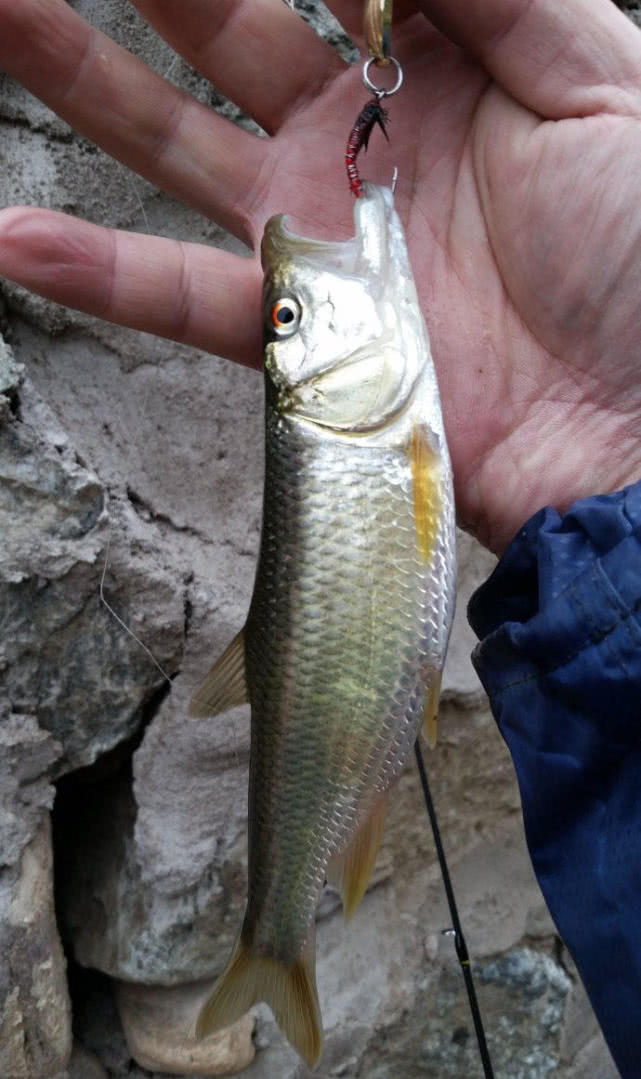 这种鱼的嘴很大像马的嘴婆的叫叉口婆公的叫红翅公