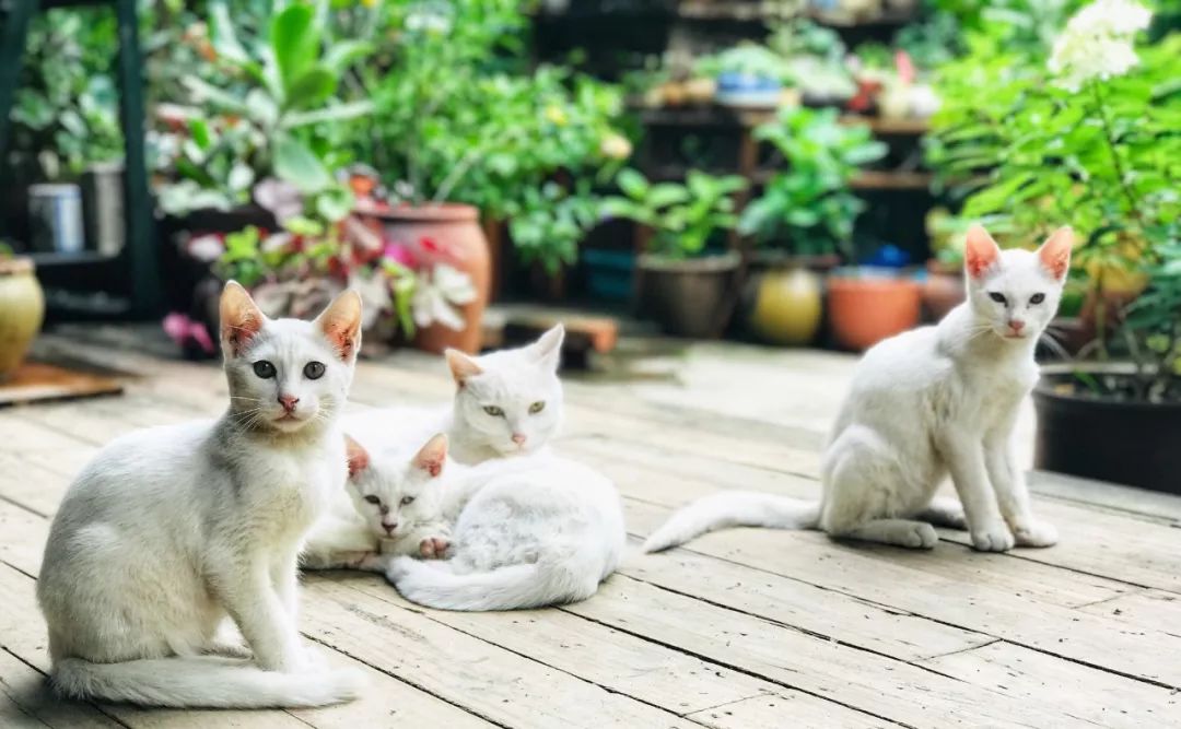 图一群上天入地的猫