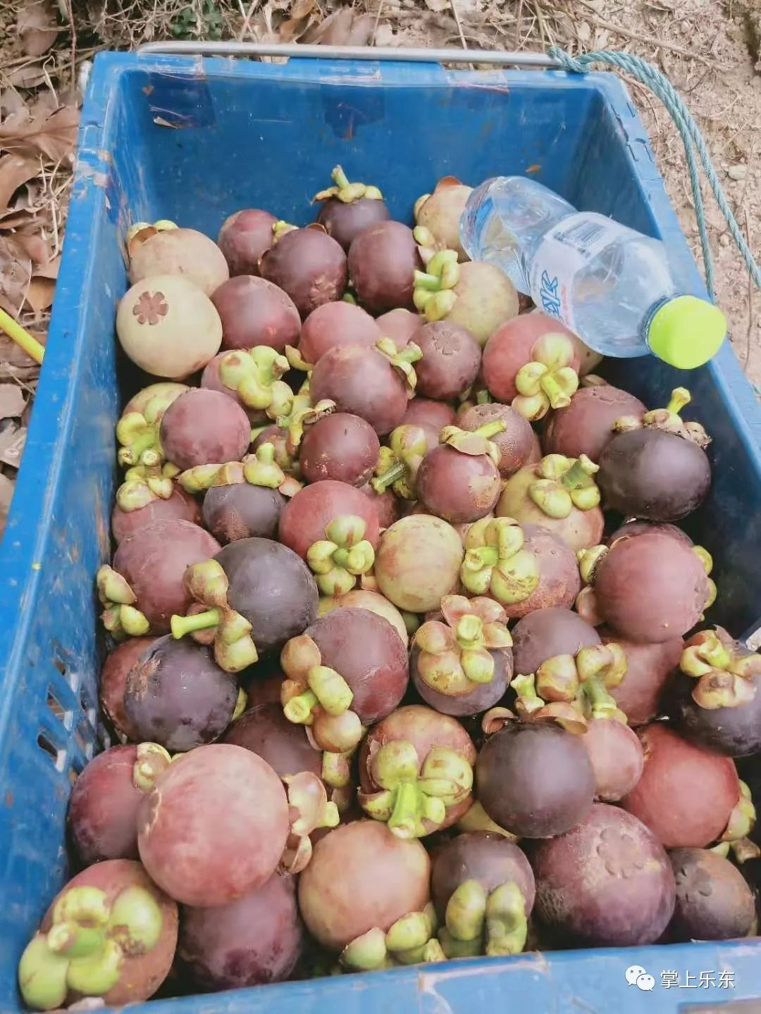 5元预定保亭山竹五斤89元只送乐东县城货到付款