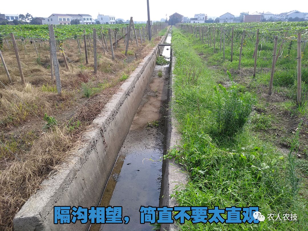 回归正题地点: 吉林省松原市长岭县太平山镇作物:西瓜施用方法:400倍
