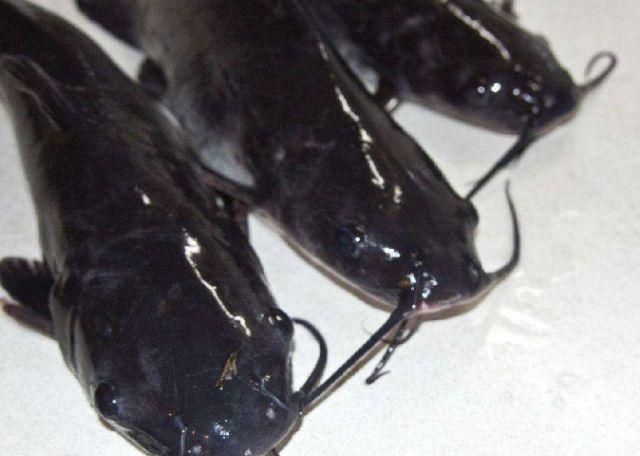 最便宜的鱼恩平首次出口冻罗非鱼片预计年出口额可达12亿美元2