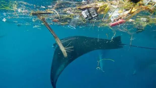 海洋生物被垃圾缠身图图片