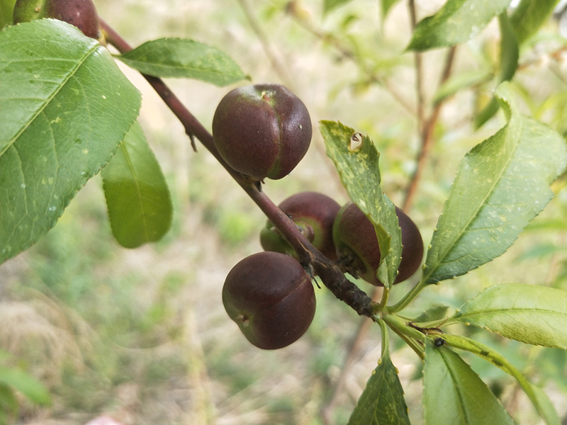 风味天后油蟠桃树苗夏季修剪技术分享