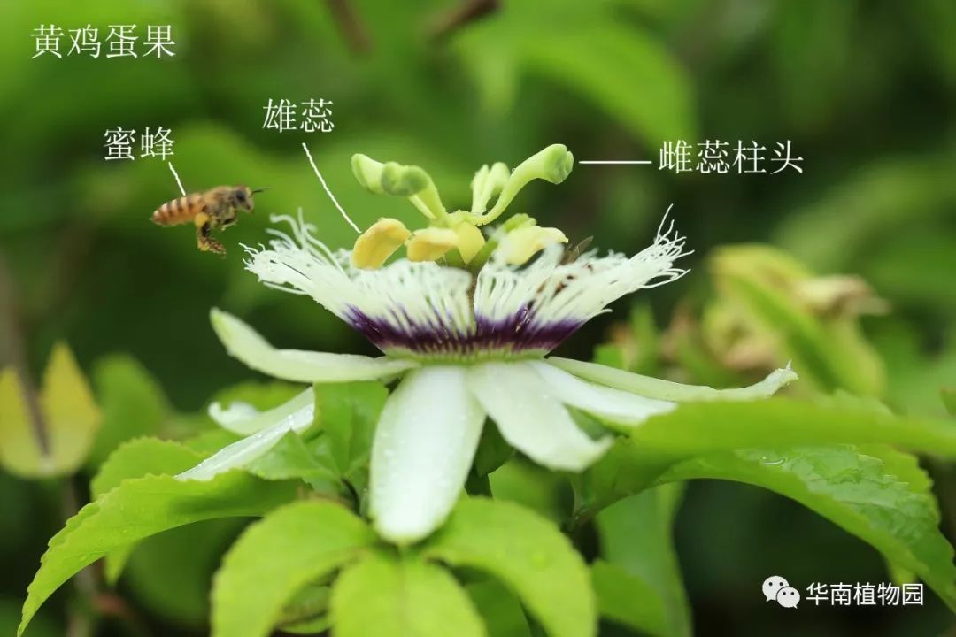 黄鸡蛋果刚完全打开的花,这朵花已有蜜蜂来采食花粉和花蜜上午开放