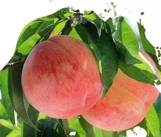 尝鲜请趁早新凤蜜露提前一周上市啦