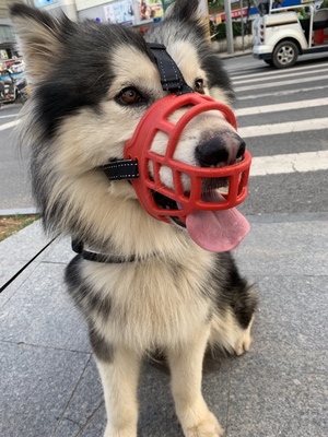 遛狗必备神器宠物狗嘴套